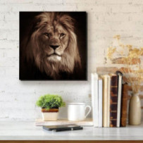 Hím oroszlán -  négyzet