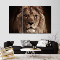 Hím oroszlán - 3 részes csík