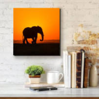 Elefánt a naplementében -...