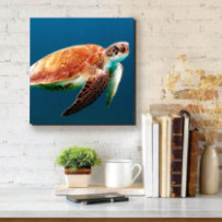 Álcserepesteknős - négyzet