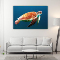 Álcserepesteknős - téglalap