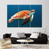 Álcserepesteknős - 3 részes...