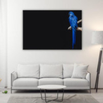 Jácintkék ara - téglalap