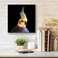 Nimfapapagáj - négyzet