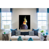 Nimfapapagáj - álló