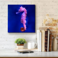 Csikóhal - négyzet