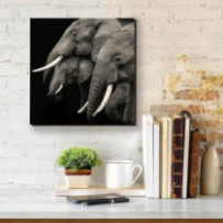 Elefántok fekete-fehér -...