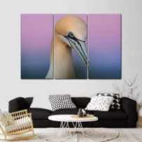 Szula - 3 részes csík