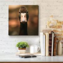 Vadkacsa portré - négyzet