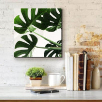 Könnyezőpálma - négyzet